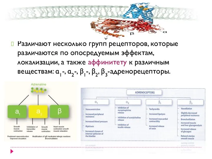 Различают несколько групп рецепторов, которые различаются по опосредуемым эффектам, локализации, а также