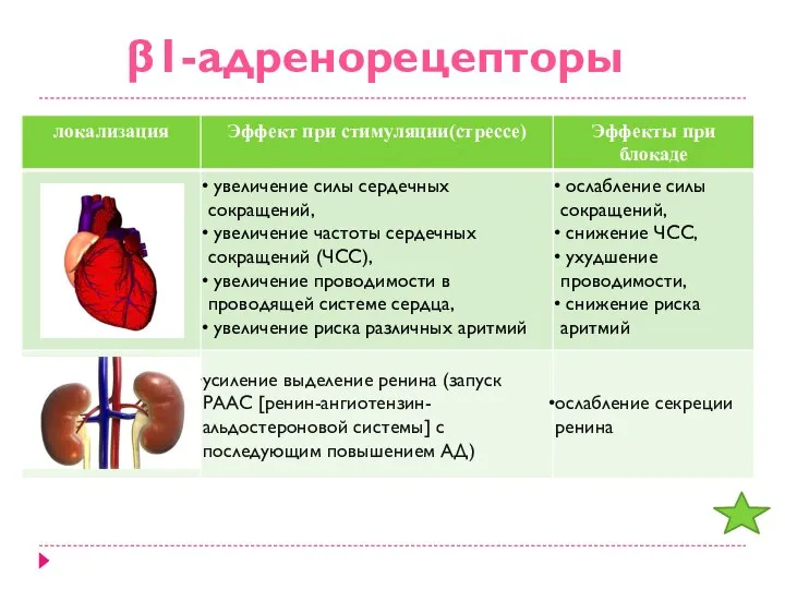 β1-адренорецепторы