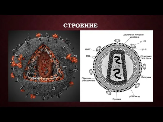 СТРОЕНИЕ