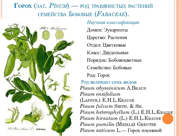 Горох (лат. Písum) — род травянистых растений семейства Бобовые (Fabaceae). Научная классификация