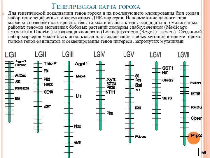 Генетическая карта гороха Для генетической локализации генов гороха и их последующего клонирования
