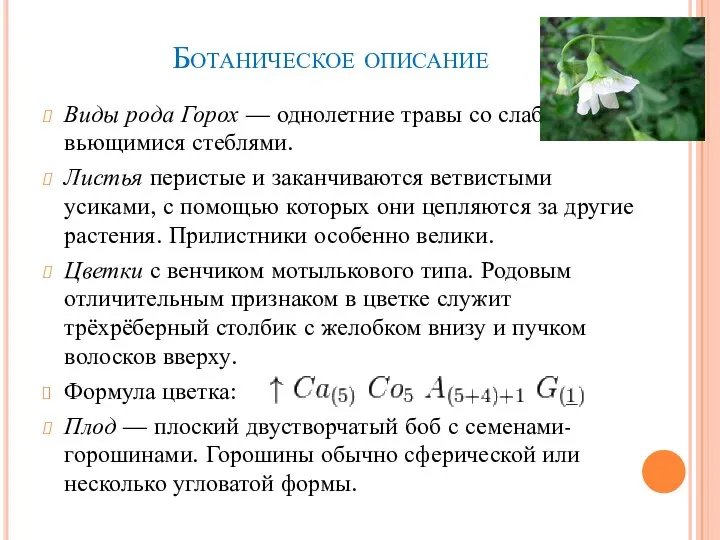 Ботаническое описание Виды рода Горох — однолетние травы со слабыми вьющимися стеблями.