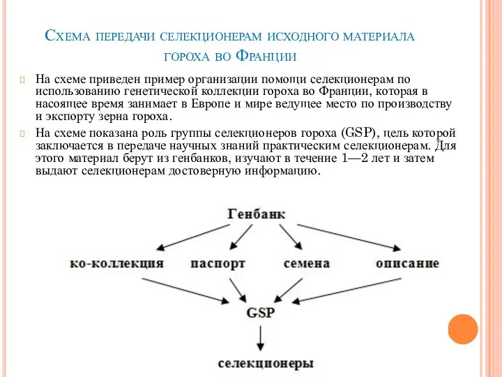 Схема передачи селекционерам исходного материала гороха во Франции На схеме приведен пример