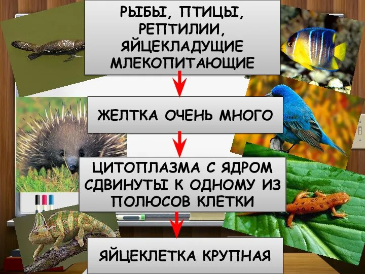 РЫБЫ, ПТИЦЫ, РЕПТИЛИИ, ЯЙЦЕКЛАДУЩИЕ МЛЕКОПИТАЮЩИЕ ЖЕЛТКА ОЧЕНЬ МНОГО ЦИТОПЛАЗМА С ЯДРОМ СДВИНУТЫ