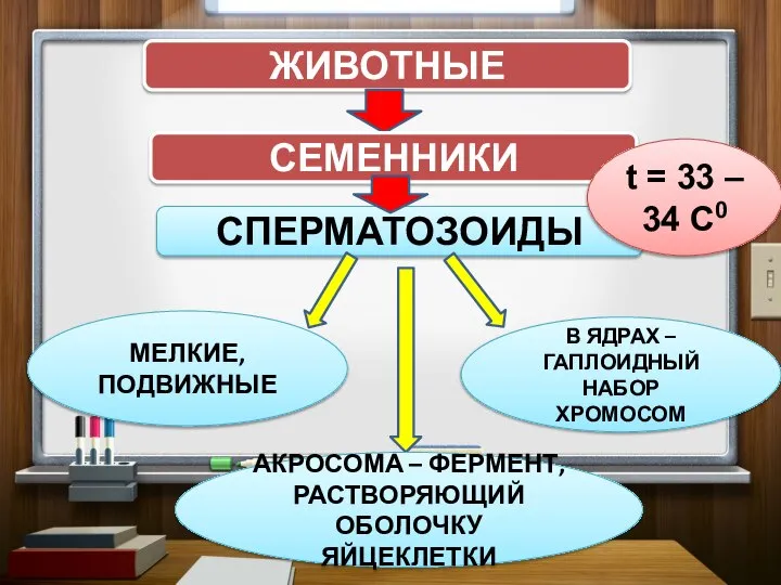 ЖИВОТНЫЕ СЕМЕННИКИ СПЕРМАТОЗОИДЫ В ЯДРАХ – ГАПЛОИДНЫЙ НАБОР ХРОМОСОМ АКРОСОМА – ФЕРМЕНТ,