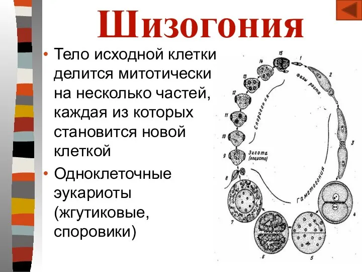 Шизогония Тело исходной клетки делится митотически на несколько частей, каждая из которых