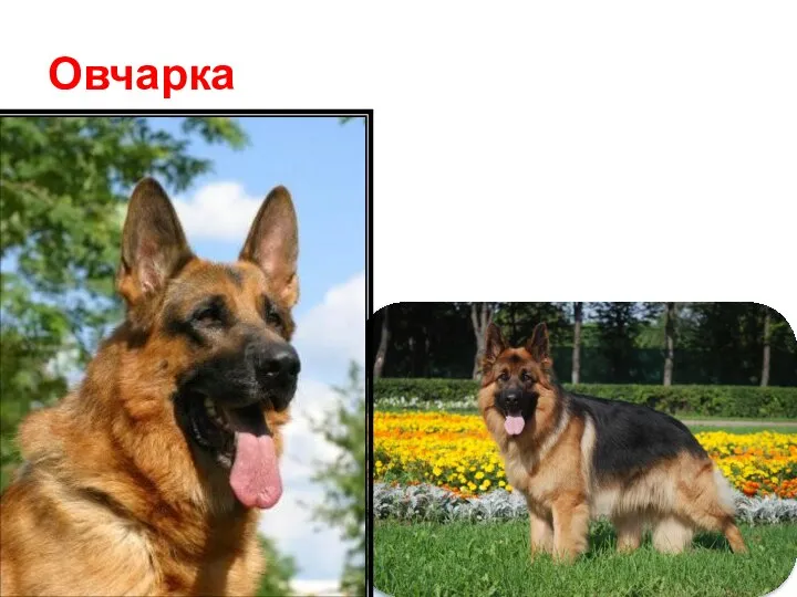 Овчарка