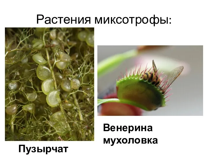 Растения миксотрофы: Пузырчатка Венерина мухоловка