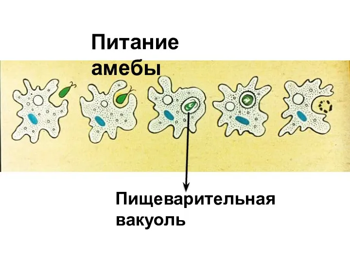 Питание амебы Пищеварительная вакуоль