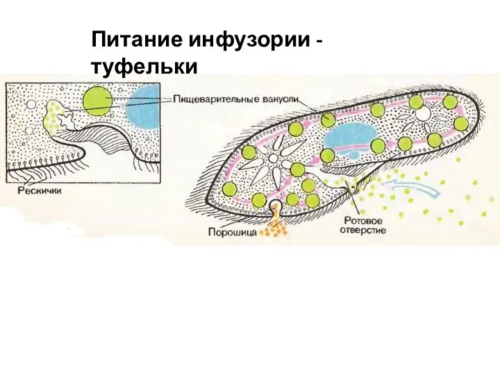 Питание инфузории - туфельки