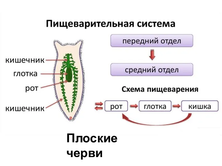 Плоские черви