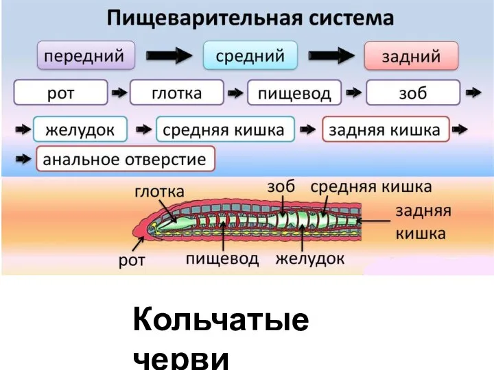 Кольчатые черви