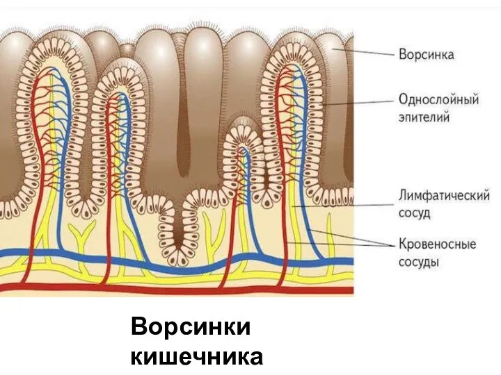 Ворсинки кишечника