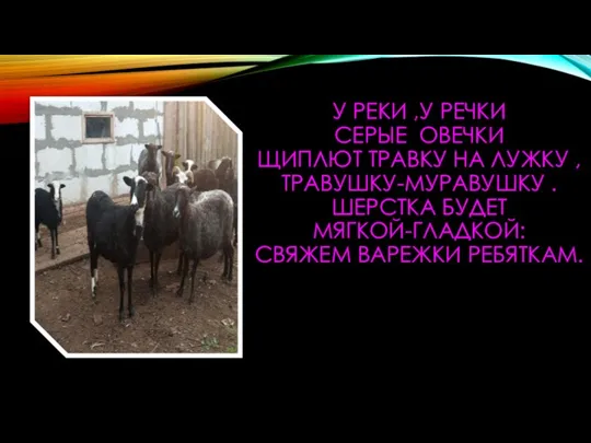 У РЕКИ ,У РЕЧКИ СЕРЫЕ ОВЕЧКИ ЩИПЛЮТ ТРАВКУ НА ЛУЖКУ , ТРАВУШКУ-МУРАВУШКУ