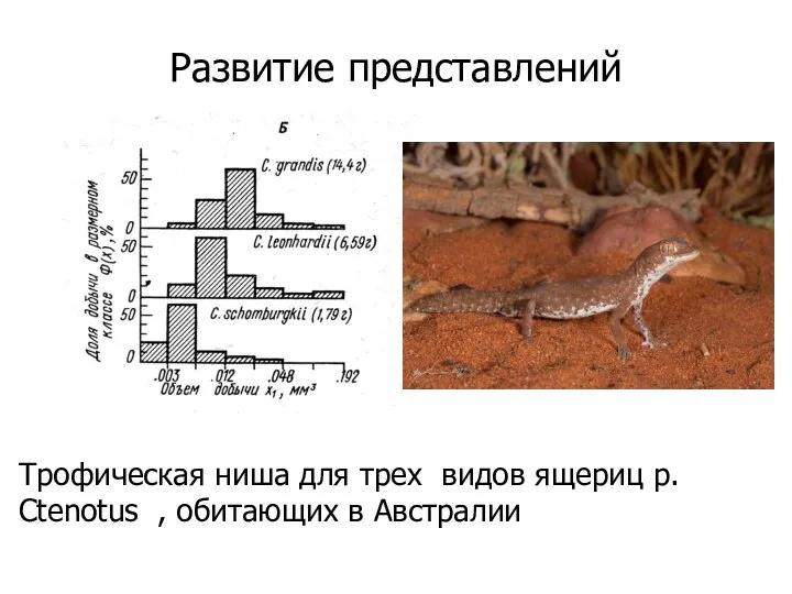 Развитие представлений Трофическая ниша для трех видов ящериц р. Ctenotus , обитающих в Австралии
