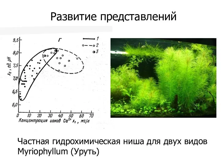 Развитие представлений Частная гидрохимическая ниша для двух видов Myriophyllum (Уруть)