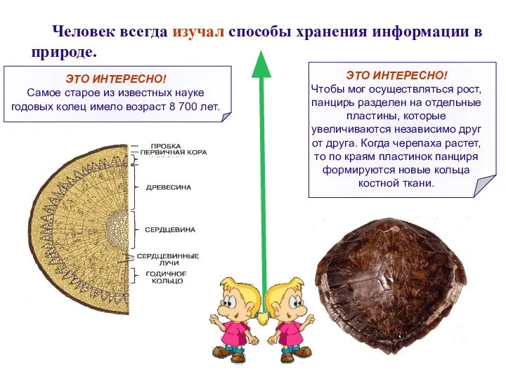 Человек всегда изучал способы хранения информации в природе.