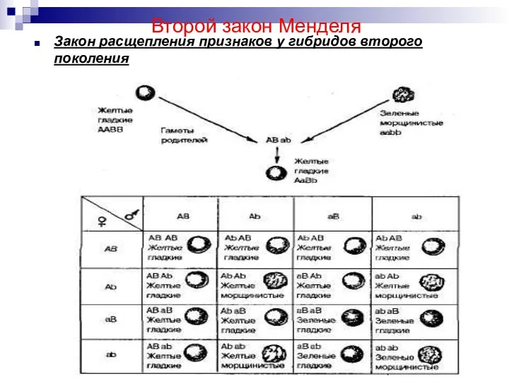 Второй закон Менделя Закон расщепления признаков у гибридов второго поколения