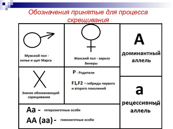 Обозначения принятые для процесса скрещивания