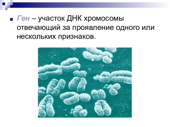 Ген – участок ДНК хромосомы отвечающий за проявление одного или нескольких признаков.