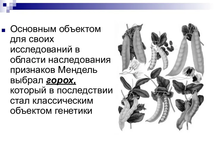 Основным объектом для своих исследований в области наследования признаков Мендель выбрал горох,