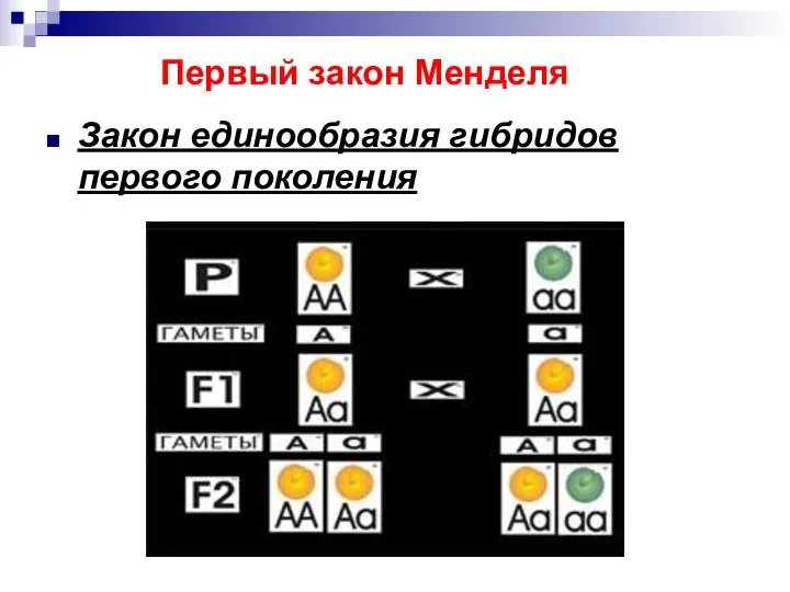 Первый закон Менделя Закон единообразия гибридов первого поколения