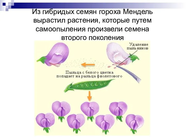 Из гибридых семян гороха Мендель вырастил растения, которые путем самоопыления произвели семена второго поколения