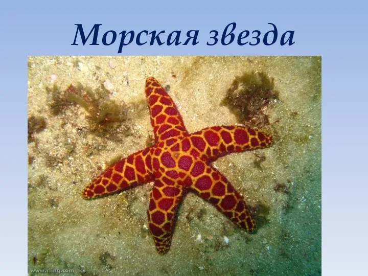 Морская звезда