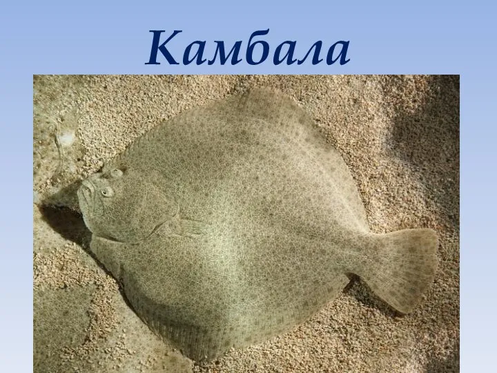 Камбала