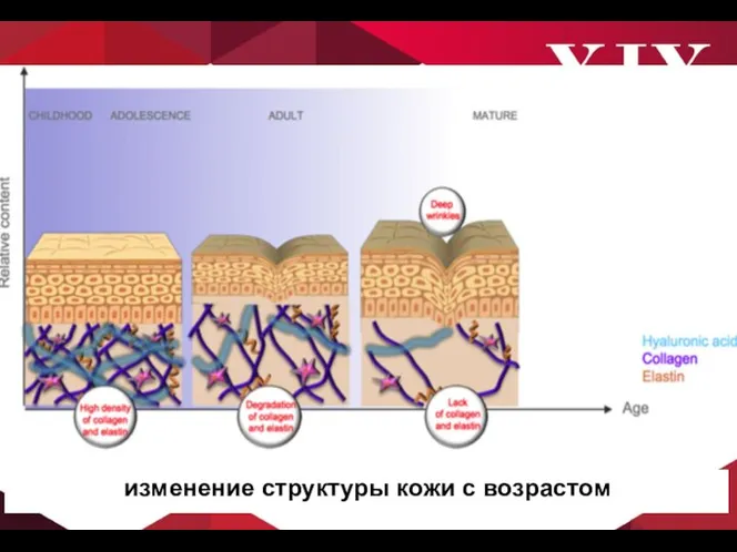 изменение структуры кожи с возрастом