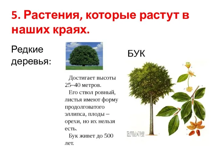 5. Растения, которые растут в наших краях. Редкие деревья: