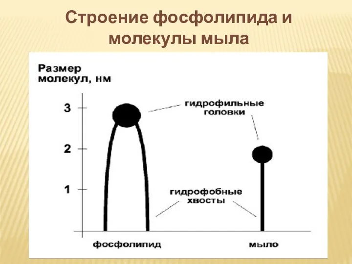 Строение фосфолипида и молекулы мыла