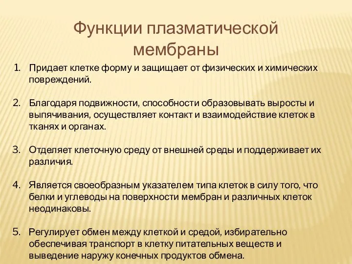 Функции плазматической мембраны Придает клетке форму и защищает от физических и химических