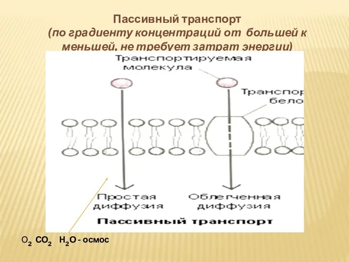 Пассивный транспорт (по градиенту концентраций от большей к меньшей, не требует затрат