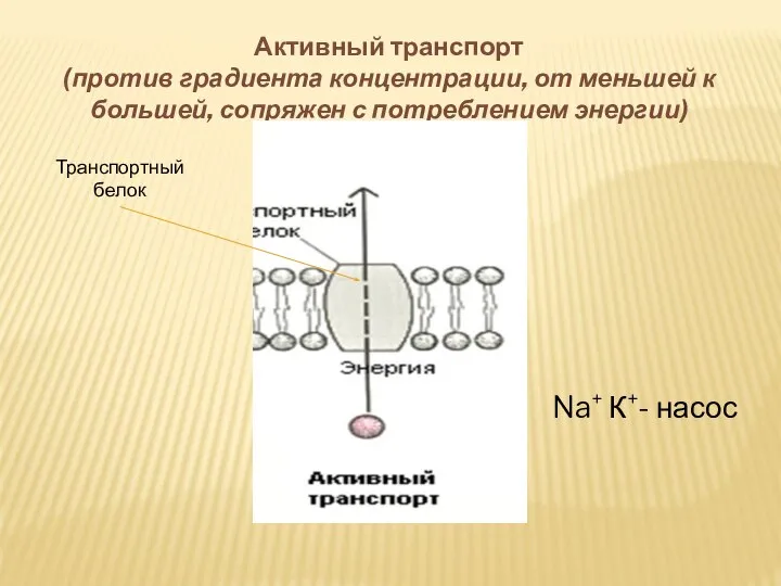 Активный транспорт (против градиента концентрации, от меньшей к большей, сопряжен с потреблением