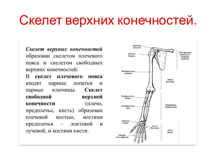 Скелет верхних конечностей.