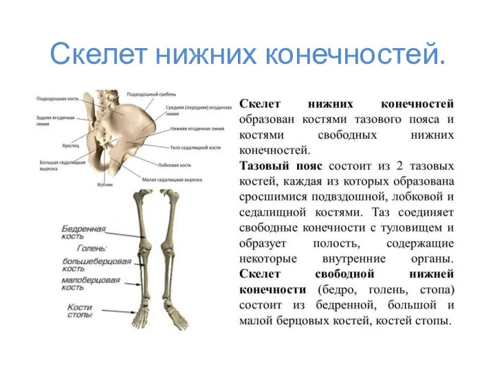 Скелет нижних конечностей.