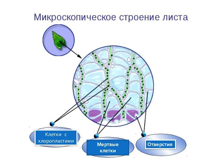 Клетки с хлоропластами Мертвые клетки Отверстия