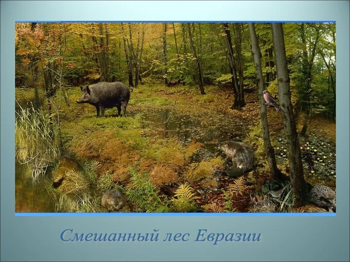 Смешанный лес Евразии
