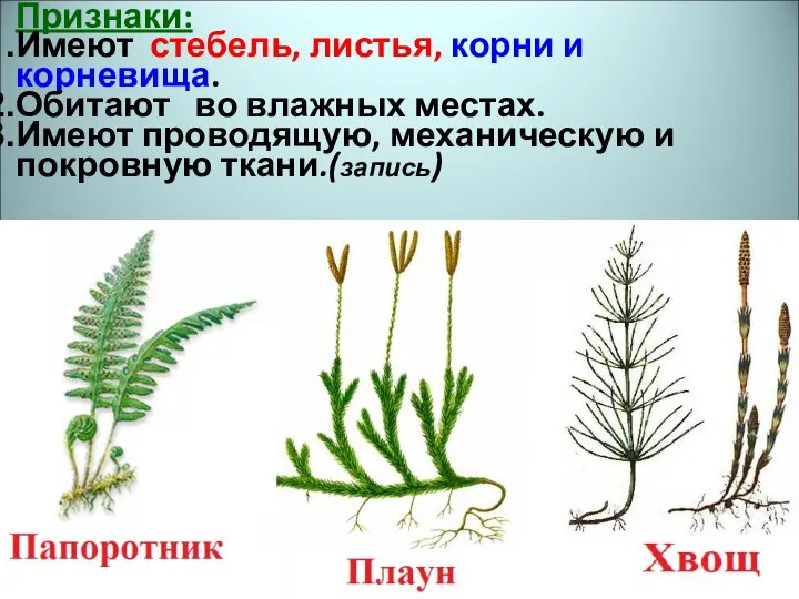 Признаки: Имеют стебель, листья, корни и корневища. Обитают во влажных местах. Имеют