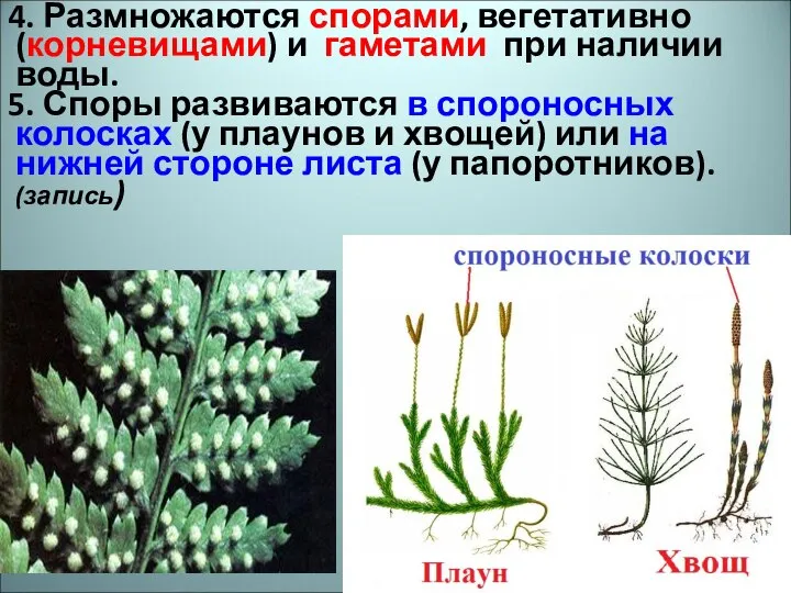 4. Размножаются спорами, вегетативно (корневищами) и гаметами при наличии воды. 5. Споры