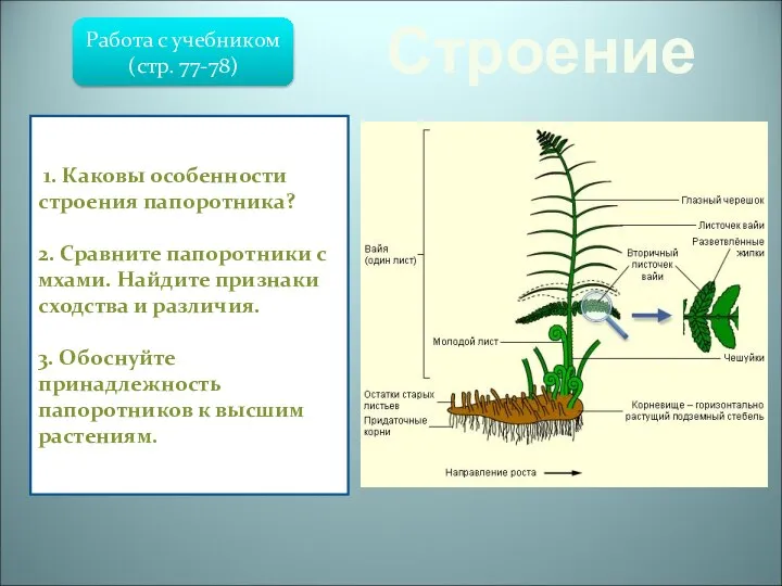 Строение Папоротниковидные – отдел высших растений, известный с девона. В отличие от