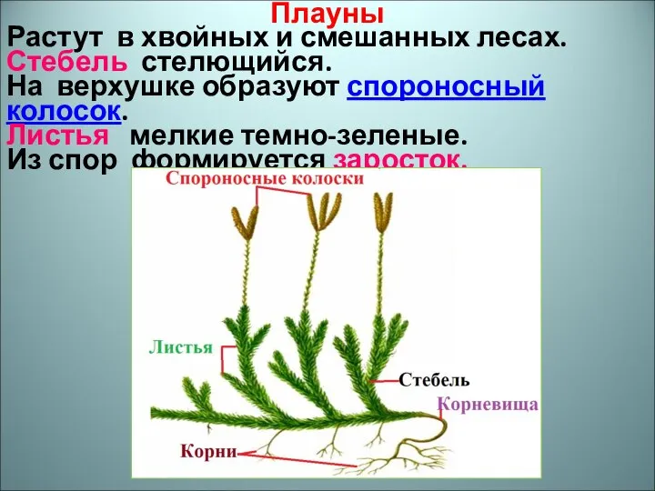 Плауны Растут в хвойных и смешанных лесах. Стебель стелющийся. На верхушке образуют