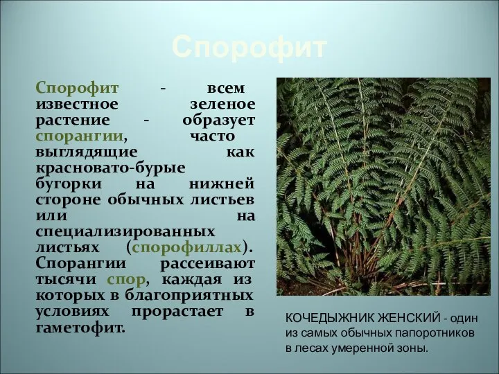 Спорофит Спорофит - всем известное зеленое растение - образует спорангии, часто выглядящие
