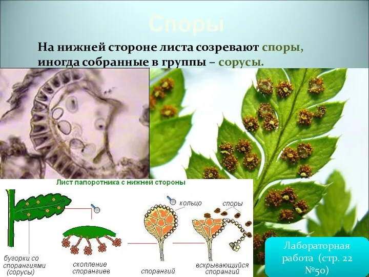 Споры На нижней стороне листа созревают споры, иногда собранные в группы –