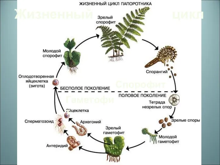 Жизненный цикл Спорофит Гаметофит