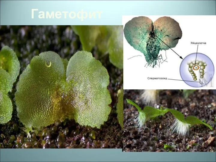 Гаметофит Гаметофит, называемый заростком - тонкая зеленая пластинка диаметром обычно ок. 6