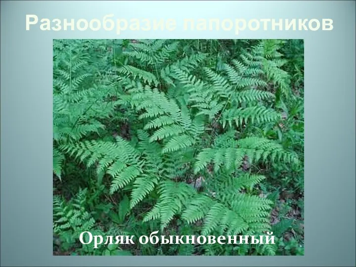 Разнообразие папоротников Орляк обыкновенный