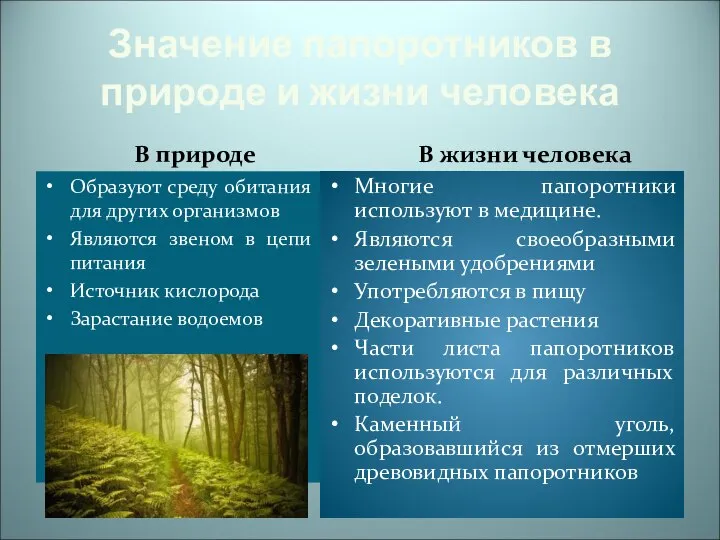 Значение папоротников в природе и жизни человека В природе Образуют среду обитания