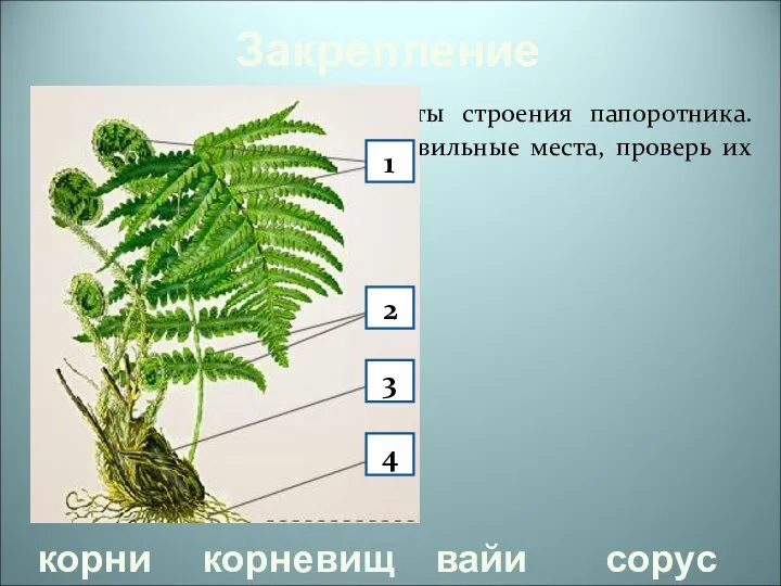 Закрепление Определите основные элементы строения папоротника. Поместите их названия на правильные места,